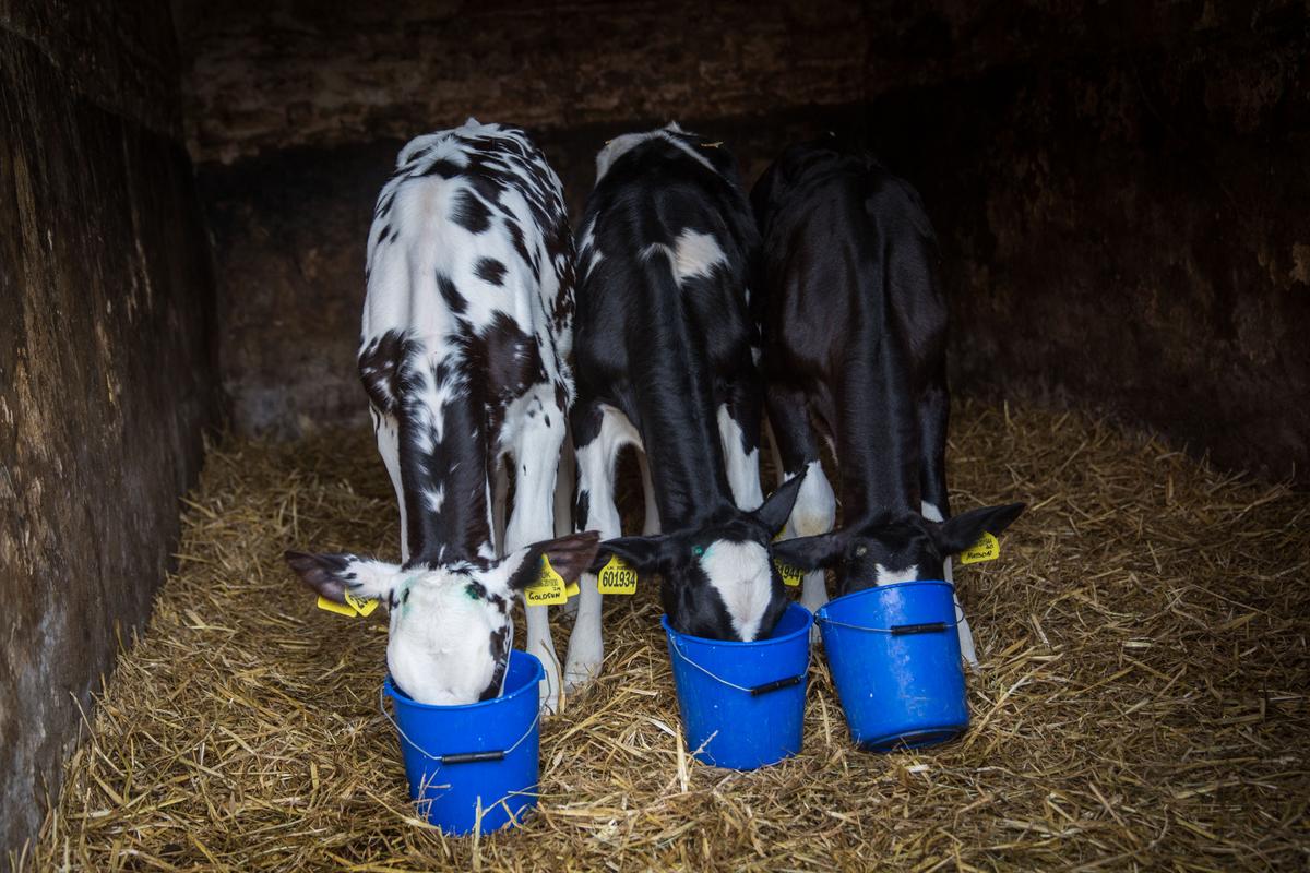 Backlash Over Synthetic Additive for Dairy Cows in Net Zero Drive
