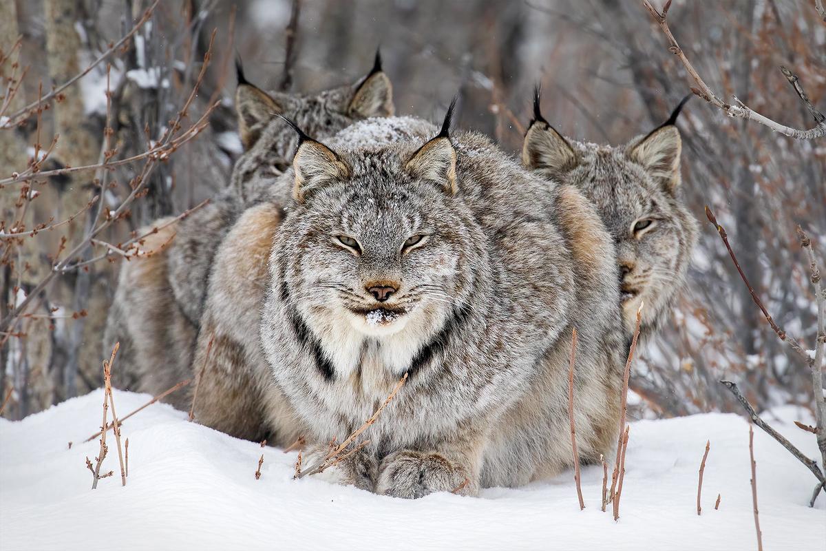 BC Photographer Recalls Capturing Stunning Shot of Lynx Family in Yukon That Won Prestigious International Award