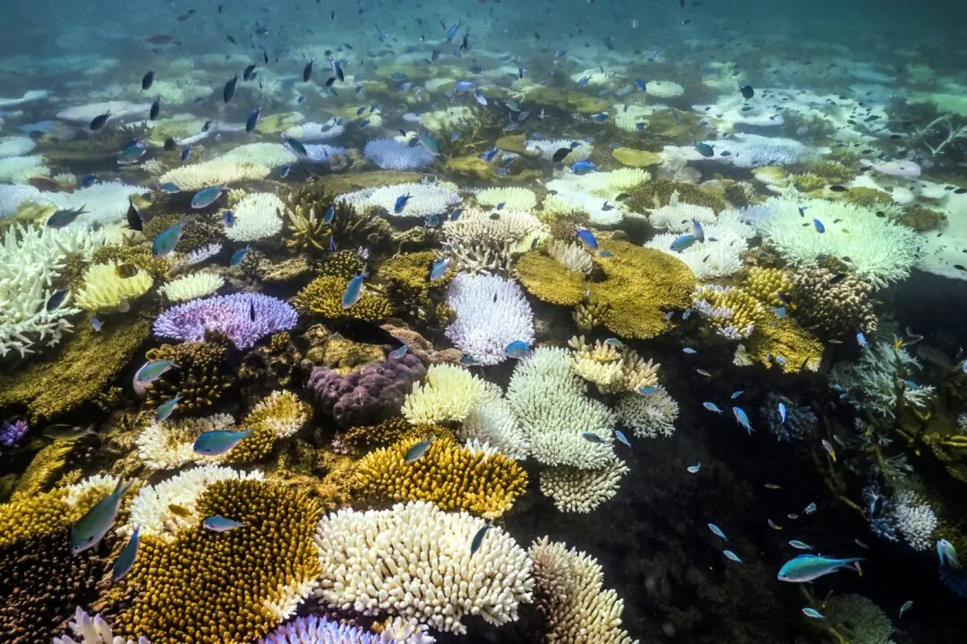 Great Barrier Reef Coral Cover Rises Across Reef in Latest Health Check