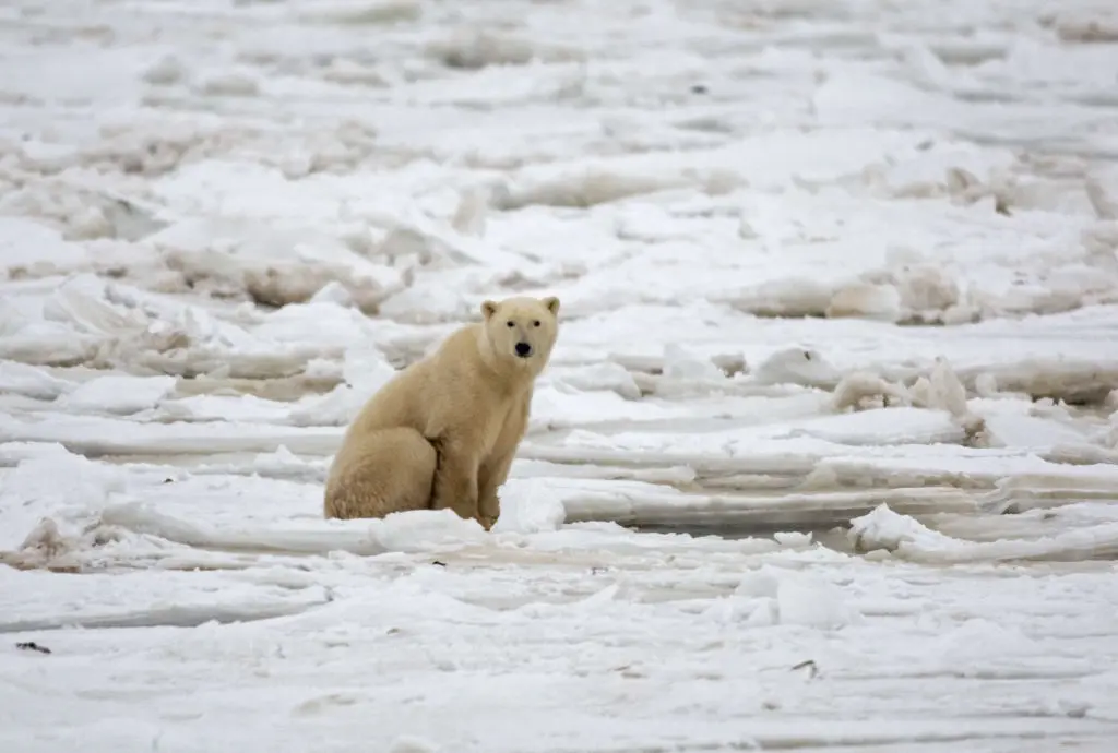 Worker Killed by Polar Bears Was Taking Pictures at Remote Job Site in Nunavut, Company Says