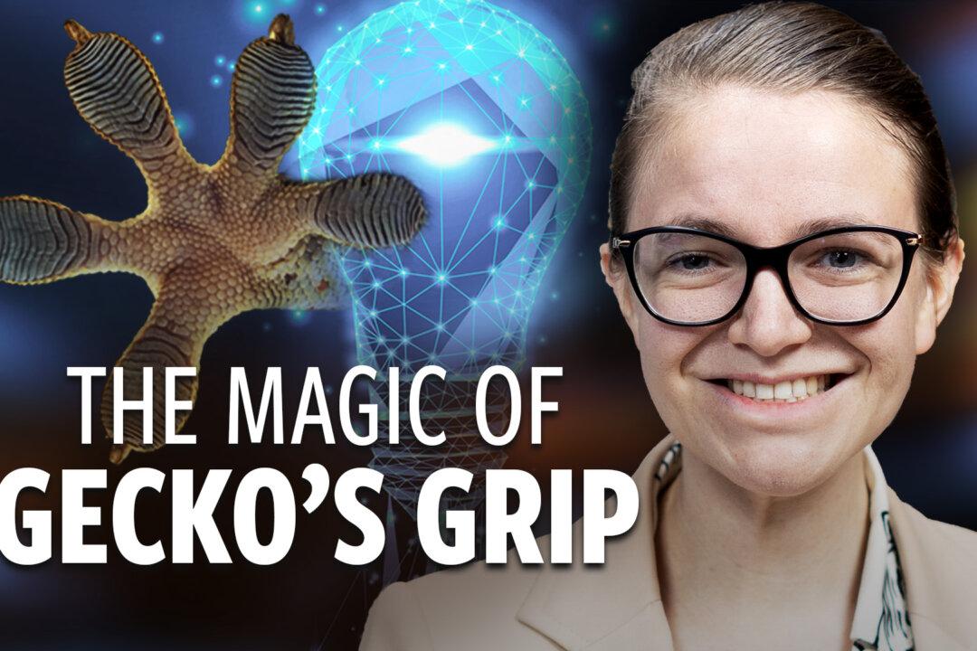 How Gecko Feet Inspired a PhD Student to Transform Manufacturing