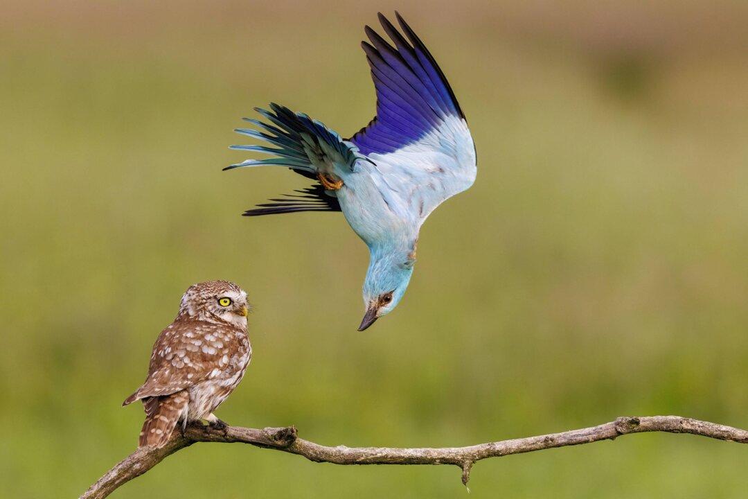 PHOTOS: Cast Your Vote for the Wildlife Photographer of the Year People’s Choice Award