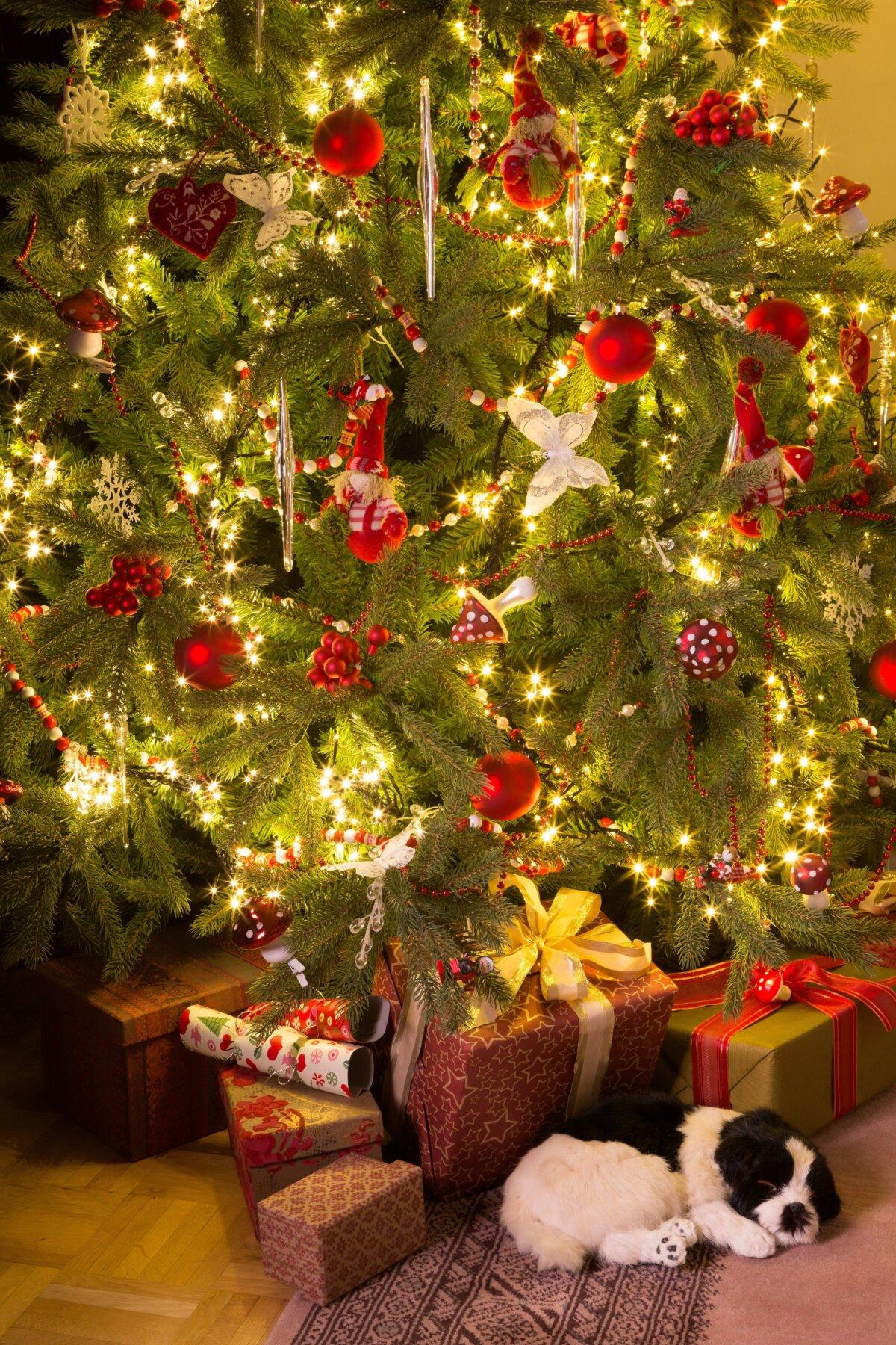 A puppy for Christmas is a lovely gift for a loving family. (Anneka/Shutterstock)