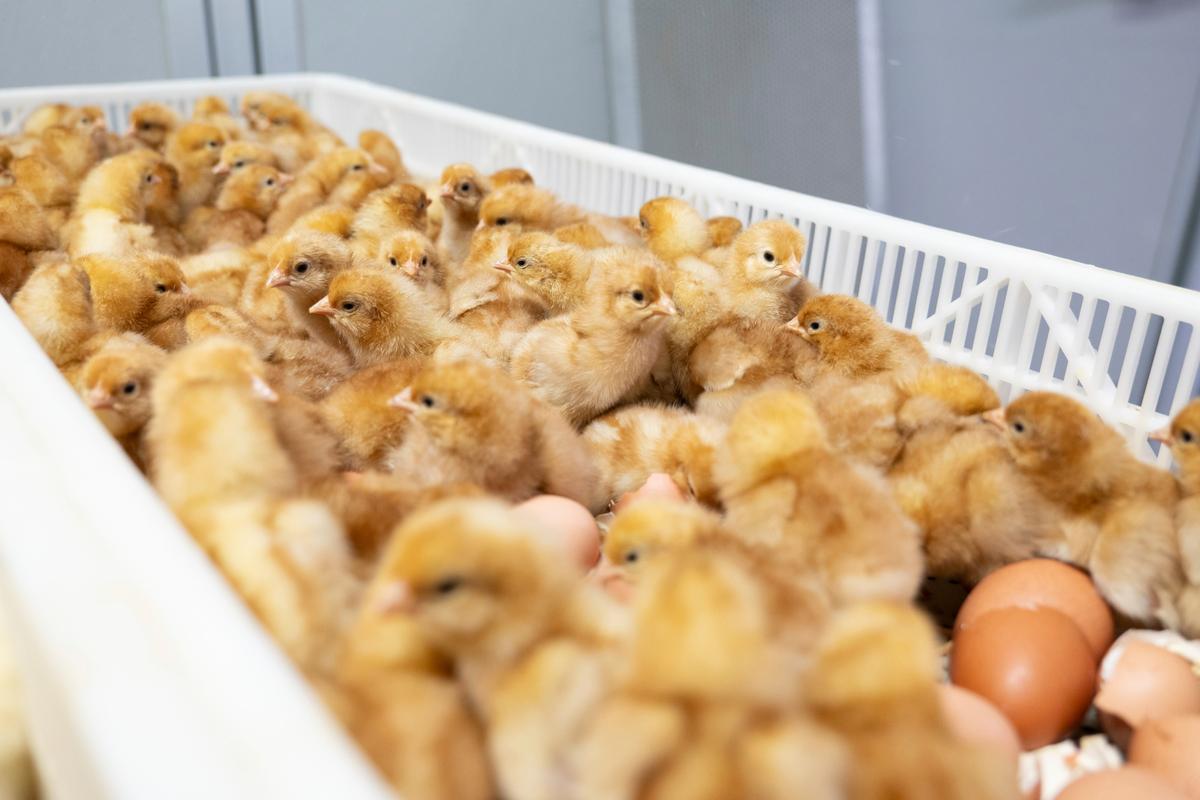 New Technology Sidesteps Killing of Male Chicks in Egg Production