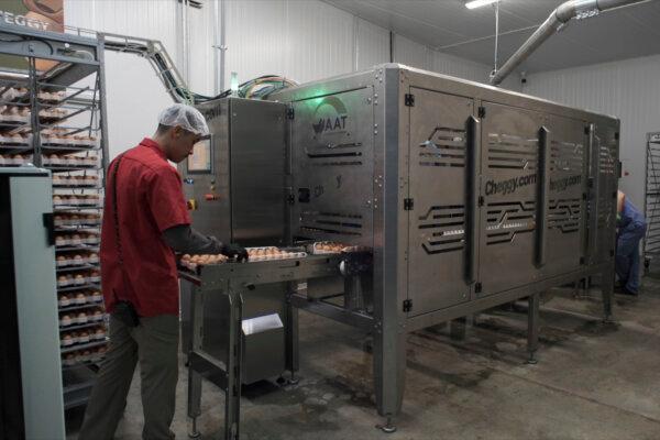 A worker guides a tray of chicken eggs into a machine that enables hatcheries to peek into fertilized eggs and spot male embryos in Wilton, Iowa, on Dec. 10. The eggs with male embryos are ground up for other uses before they mature into chicks. (Courtesy of Tony Reidsma via AP)