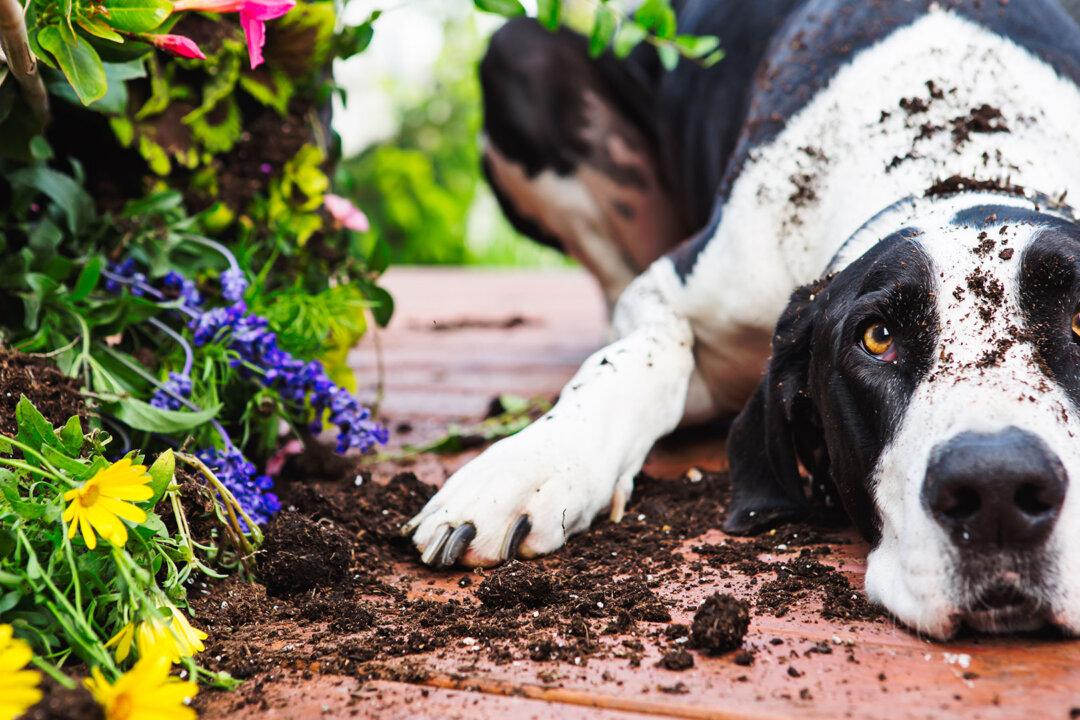 Canine Herbalist Shares Natural Treatments for Common Ailments in Dogs