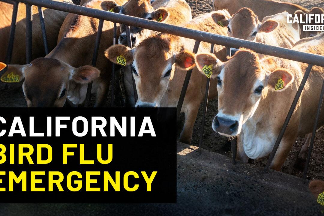 Here Is What You Need to Know About California’s Bird Flu Emergency | David Macedo