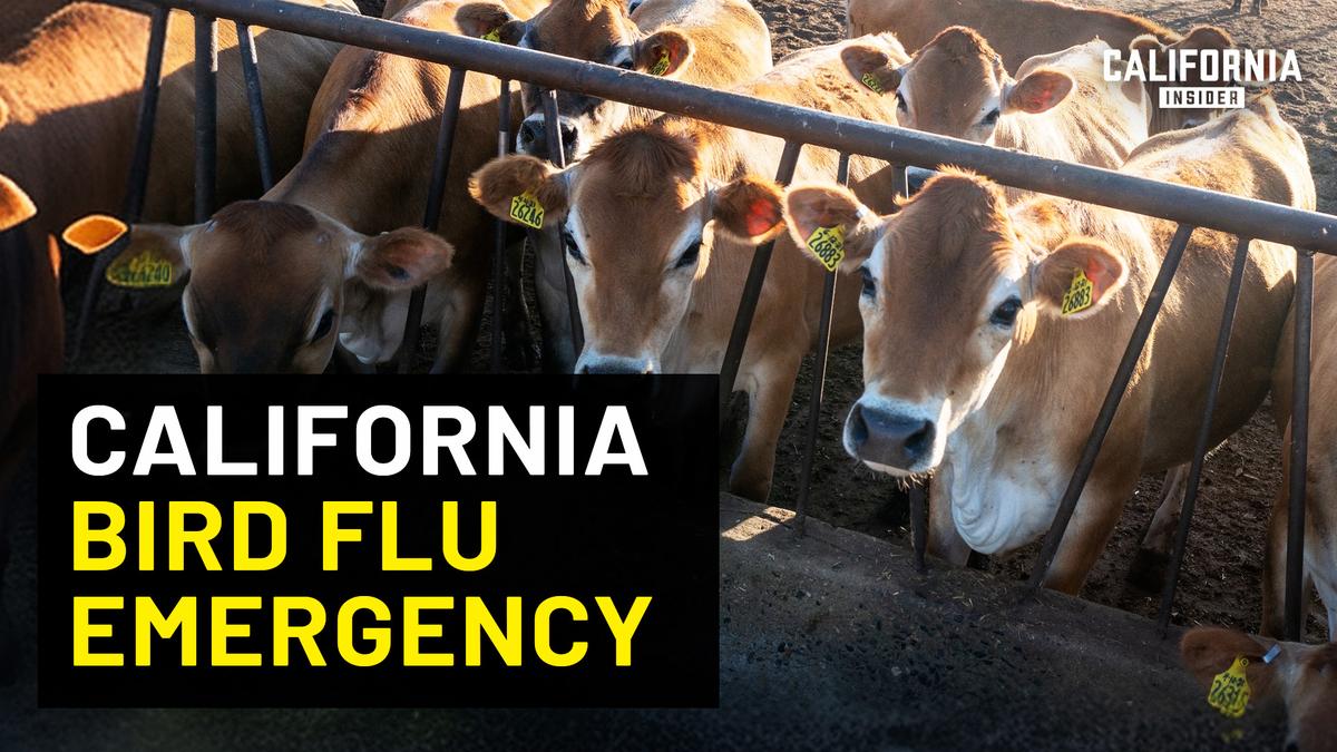 Here Is What You Need to Know About California’s Bird Flu Emergency | David Macedo