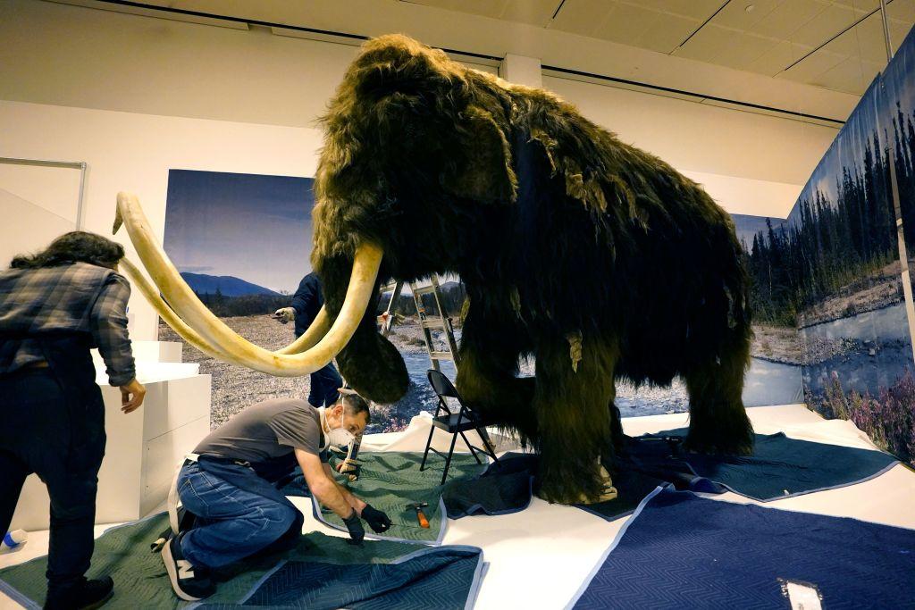 Genetics Company Plans to ‘De-Extinct’ Mammoth, Other Species