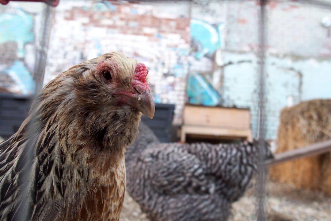 Los Angeles County Confirms Its First Human Case of H5 Bird Flu