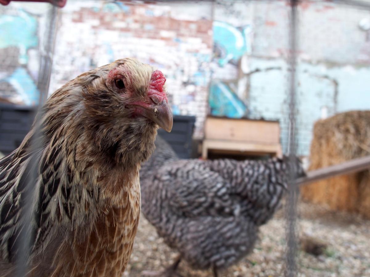 Los Angeles County Confirms Its First Human Case of H5 Bird Flu