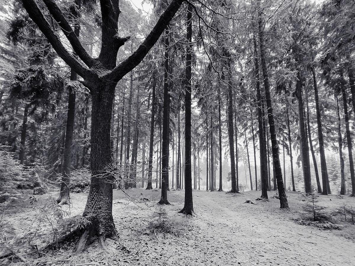 Hope in a New Year: Thomas Hardy’s ‘The Darkling Thrush’