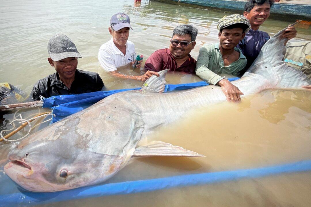 Huge and Rare Mekong Catfish Spotted in Cambodia, Raising Conservation Hopes