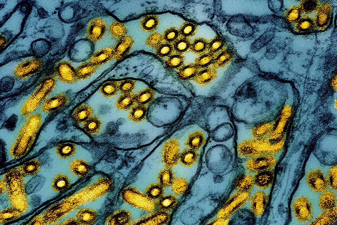 WHO Says Bird Flu Risk Remains Low After First H5N1 Death in US