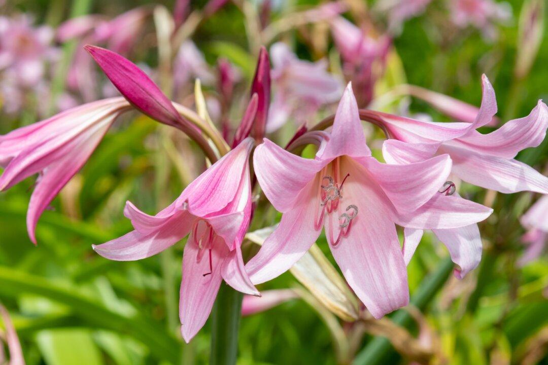 Crinums: Low-Maintenance, High-Reward Flowers for the Lazy Gardener