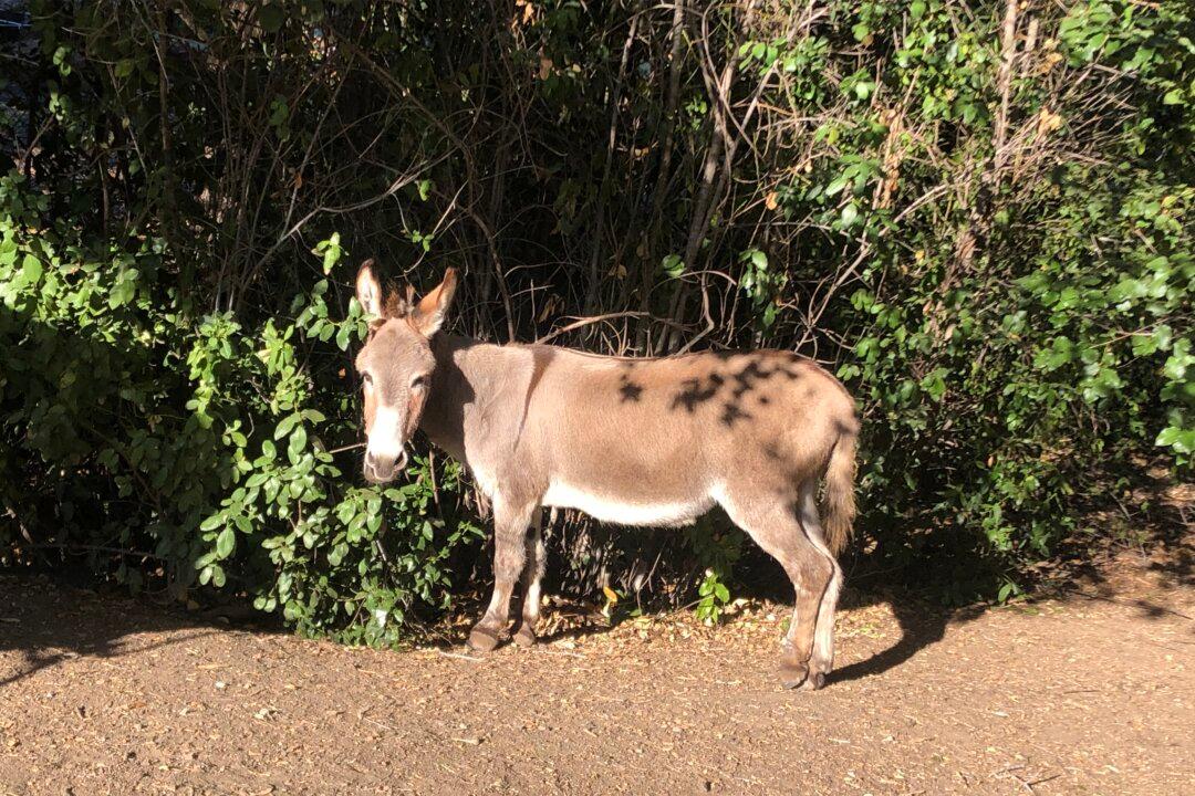 Miniature Donkey That Inspired ‘Donkey’ in Shrek Movies Dies at Age 30