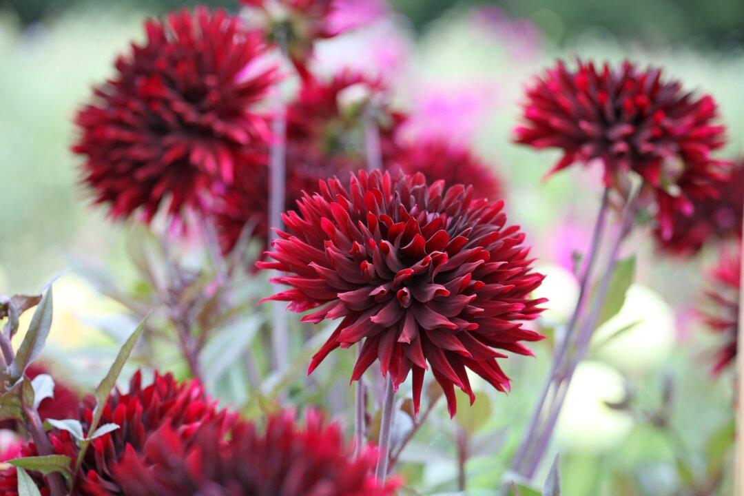 2025 All-America Selections Winners: Part 1