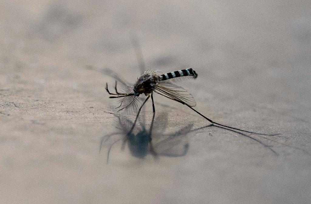 Japanese Encephalitis Virus Detected in Australia: One Man Critical