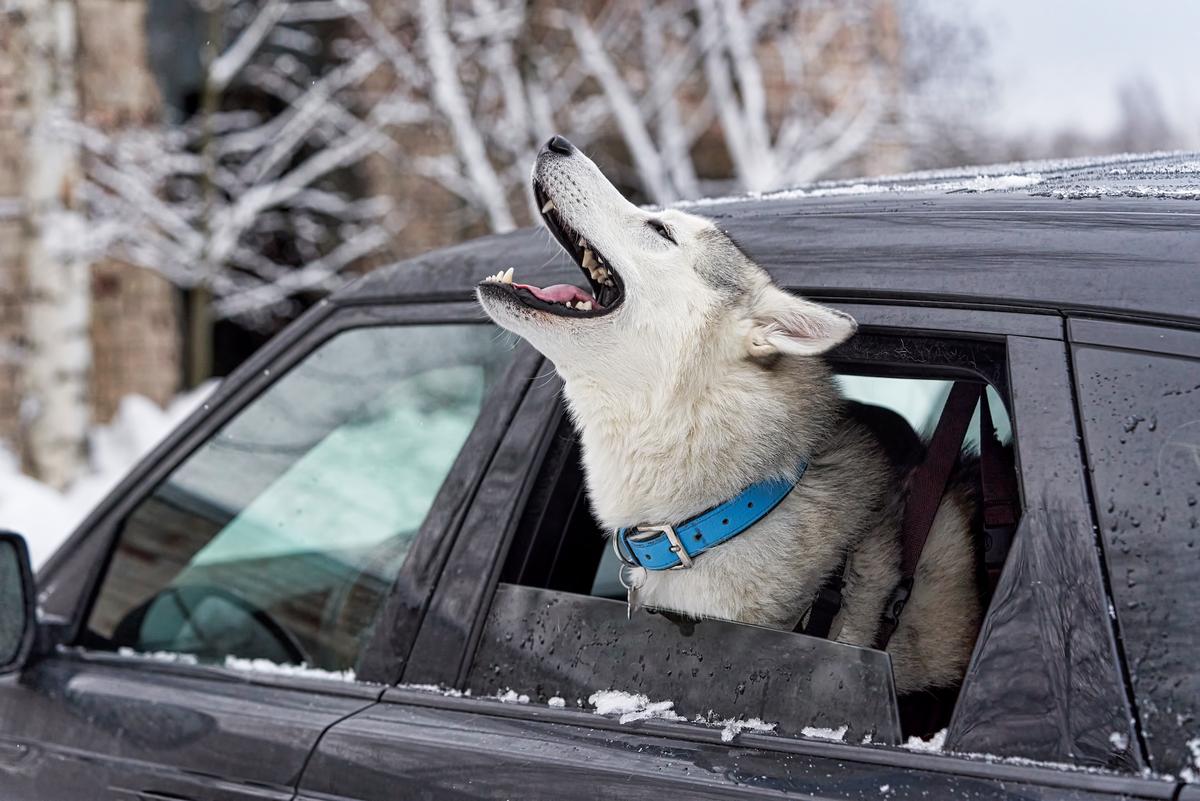 Canine Carsickness: Common but Treatable