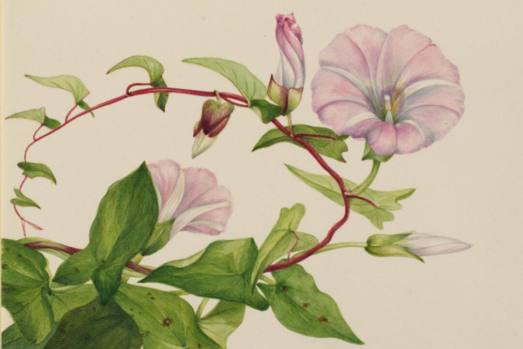 Mary Vaux Walcott: The ‘Audubon of Botany’