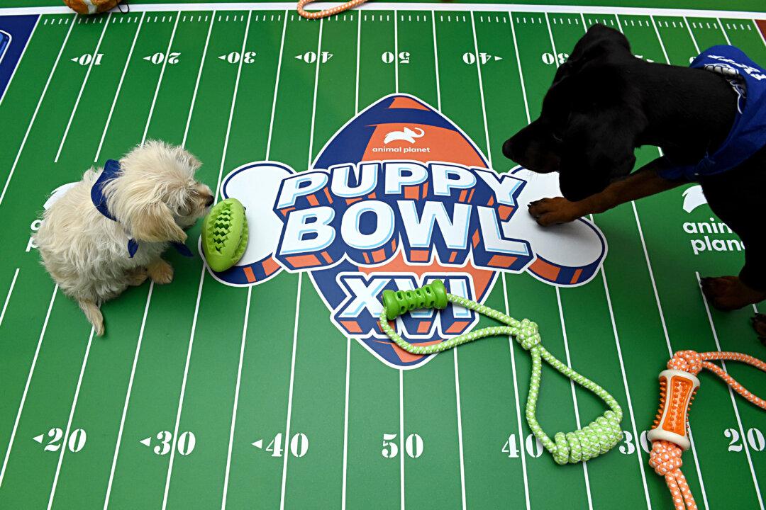 Puppy Bowl XXI to Feature 142 Rescue Puppies, Including Mr. Pickles, Julep, and Smoosh
