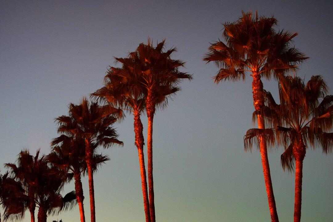 California’s Palm Tree, an Eternal Leafy Icon