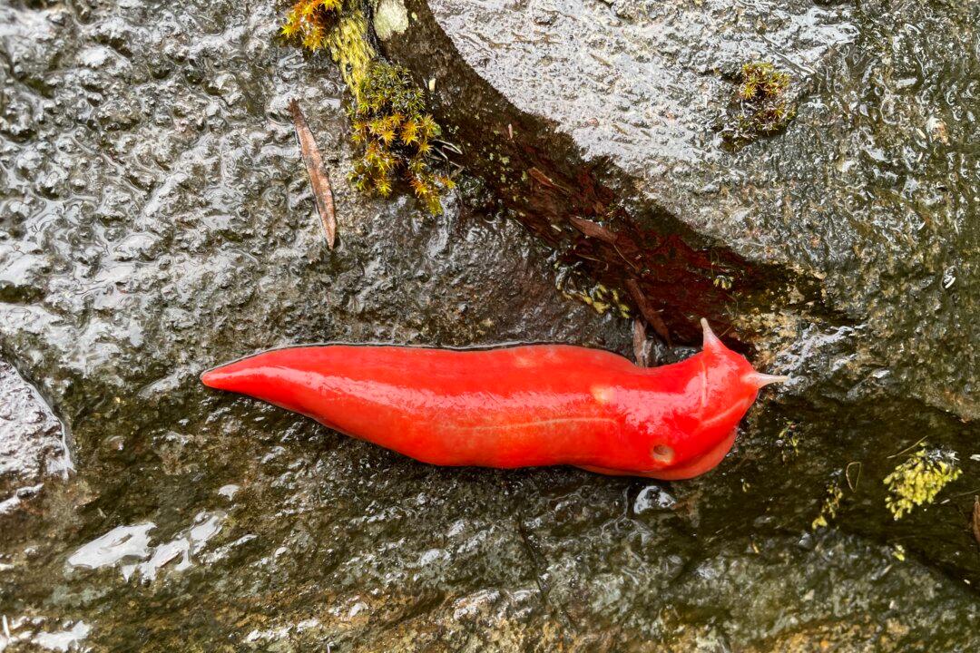 The Return of the Giant Pink Slug: A Symbol of Australia’s Bushfire Resilience
