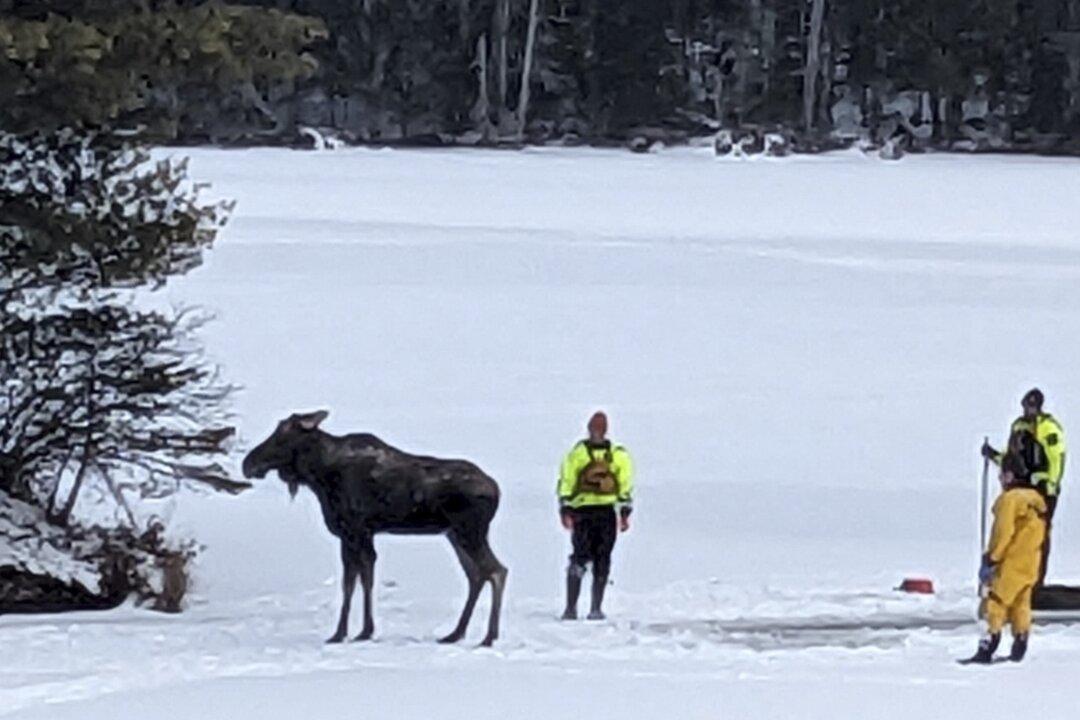 First Responders Saved a Moose That Fell Through Lake Ice in New York. Here’s How They Did It
