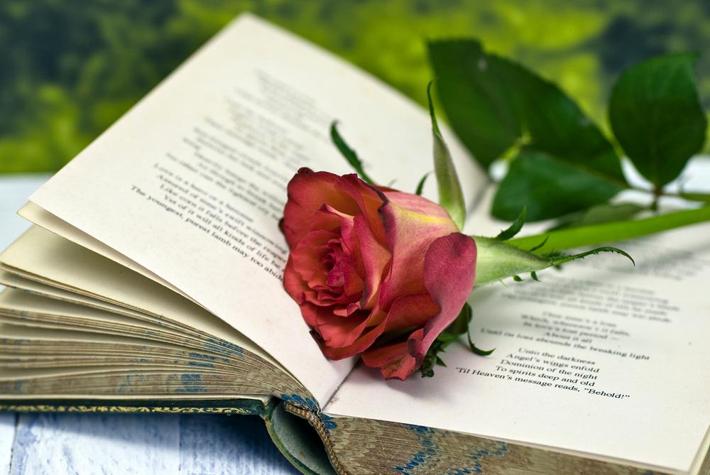 ‘A Red, Red Rose’: A Love Song, in Time for Burns Night