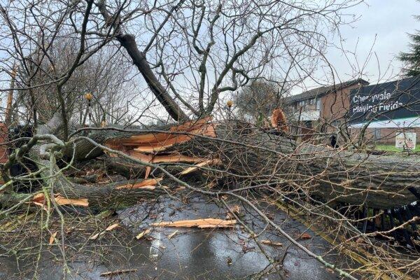 A fallen tree at the Cherryvale playing fields in Belfast on Jan. 24, 2025. (David Young/PA)