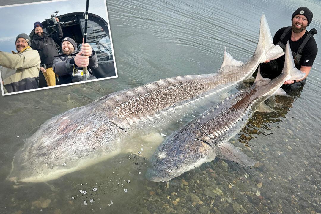 ‘One of the Largest Fish Ever Caught’: Angler Reels in 500-Pound Sturgeon on Fraser River