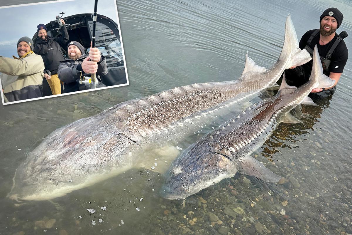 ‘One of the Largest Fish Ever Caught’: Angler Reels in 500-Pound Sturgeon on Fraser River