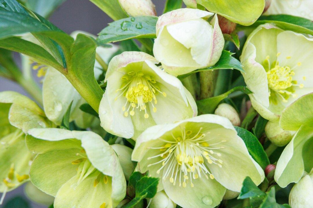 Green Thumb Awards