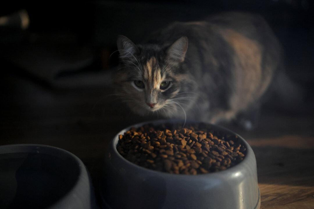 LA Rescue Teams Still Trying to Reunite Pets With Families After Fires