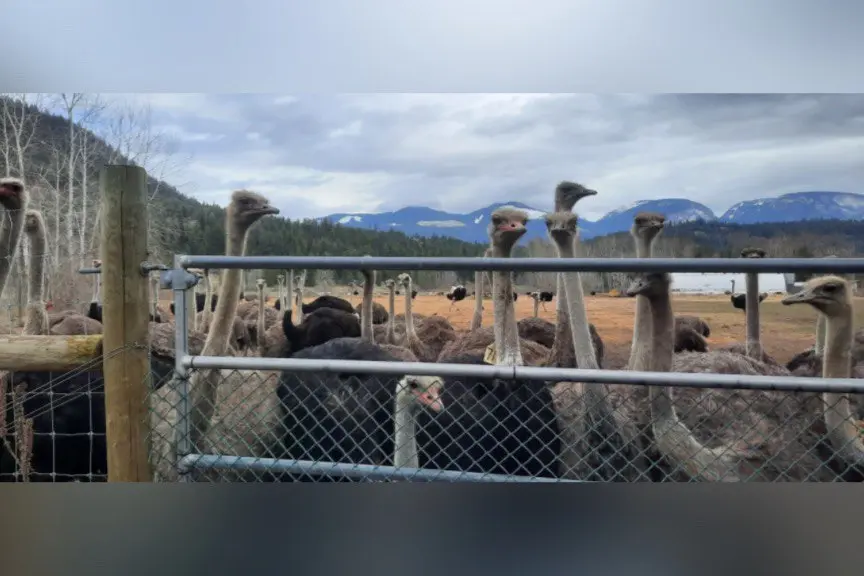 Supreme Court to Decide on Nov. 6 Whether to Hear Case of BC Ostriches
