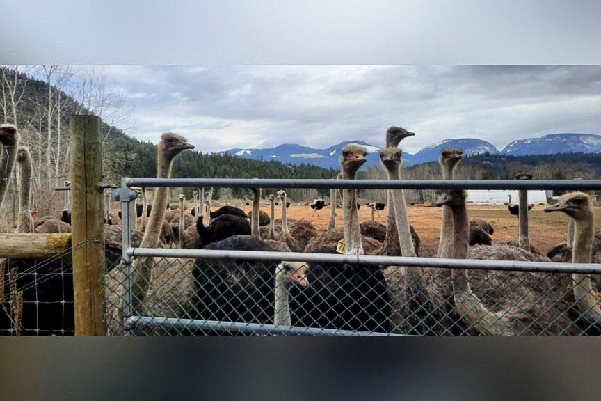 Judge Grants Temporary Reprieve to Hundreds of BC Ostriches Facing Avian Flu Cull