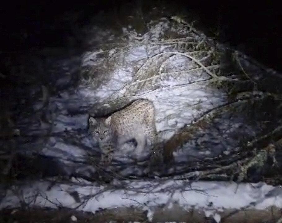 One of Four Lynx Captured in the Scottish Highlands Dies