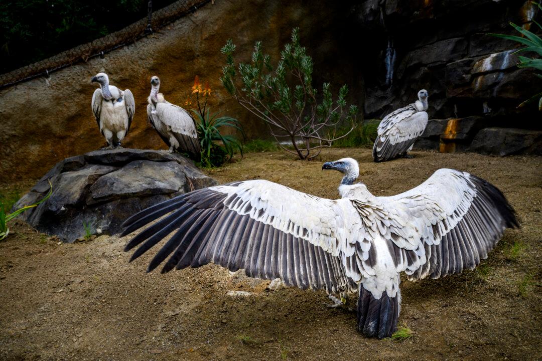 Los Angeles Zoo to Unveil New Habitat for Cape Vultures