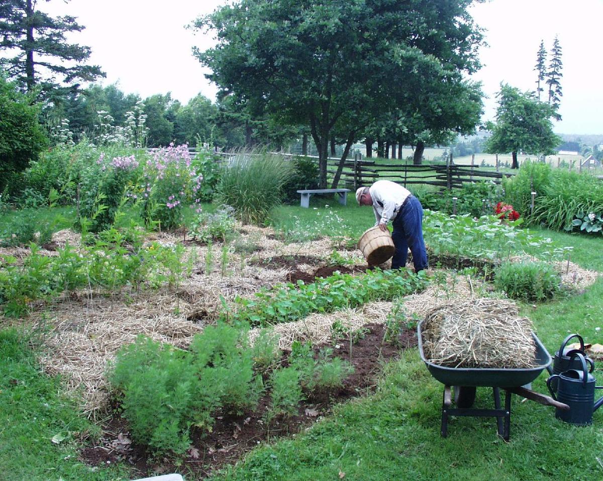 Pigs and Prejudice: L.M. Montgomery’s Short Story, ‘Them Notorious Pigs’