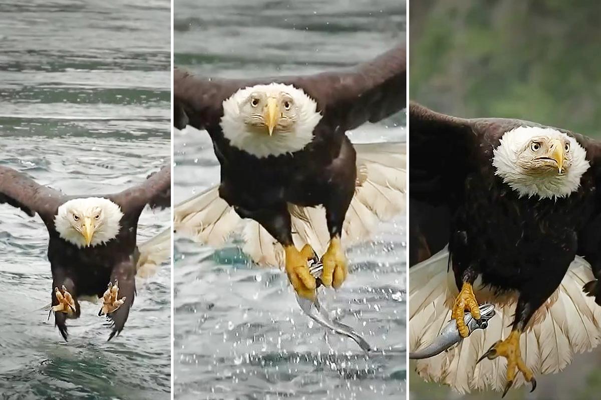 Photographer Films Feeding Frenzy as Eagles Snatch Fish From Powerful BC Rapids