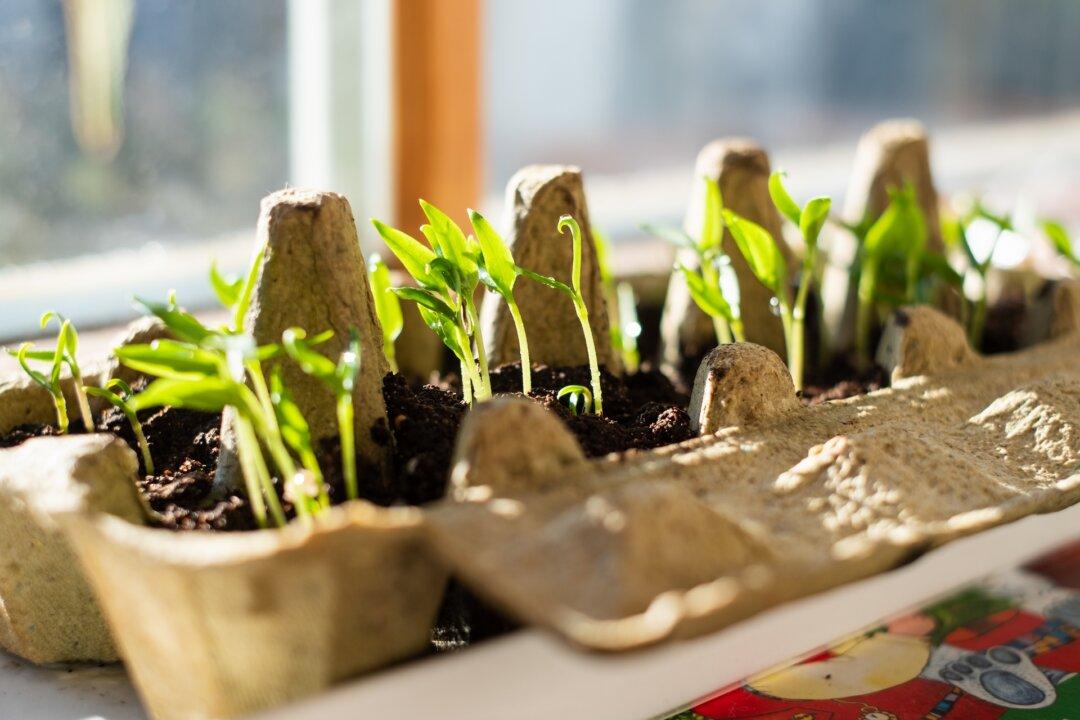 The Budget Gardener’s Winter Checklist: Smart Garden Tasks to Do Now to Get a Jump on Growing Season