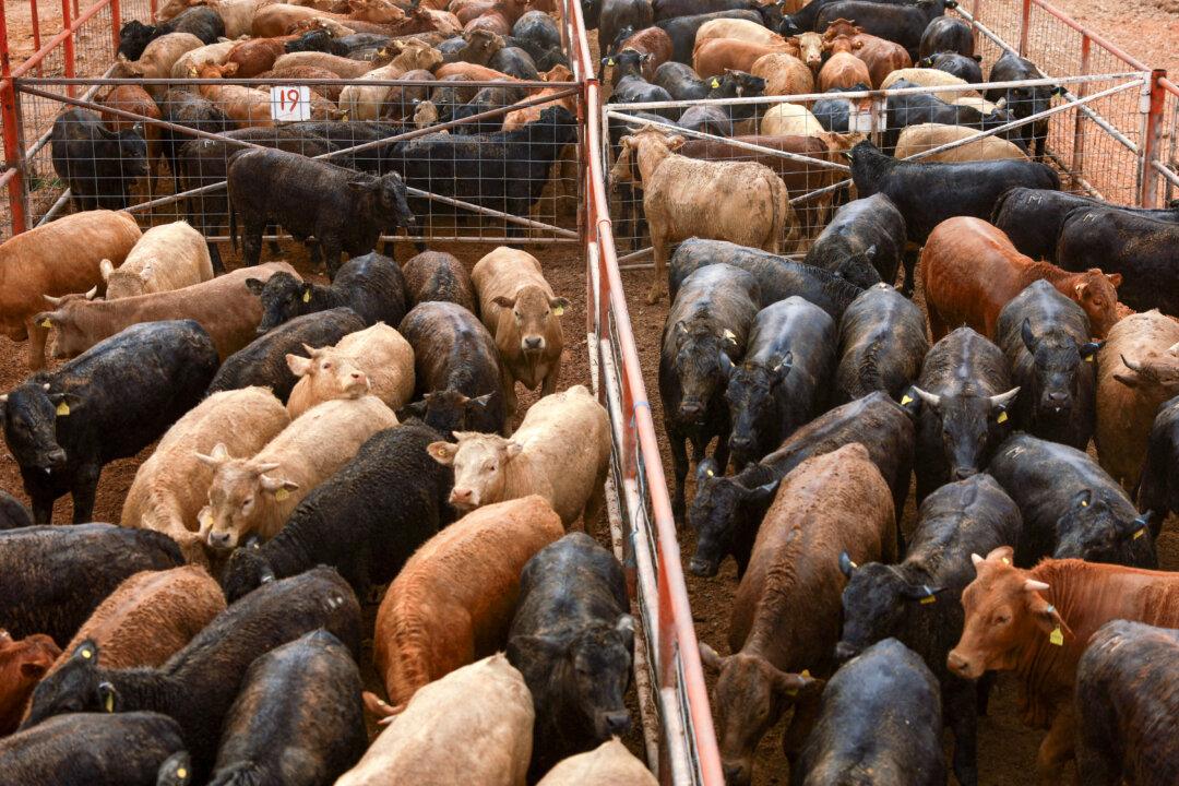 USDA Won’t Restrict Cattle Imports From Mexico Over Latest Screwworm Case