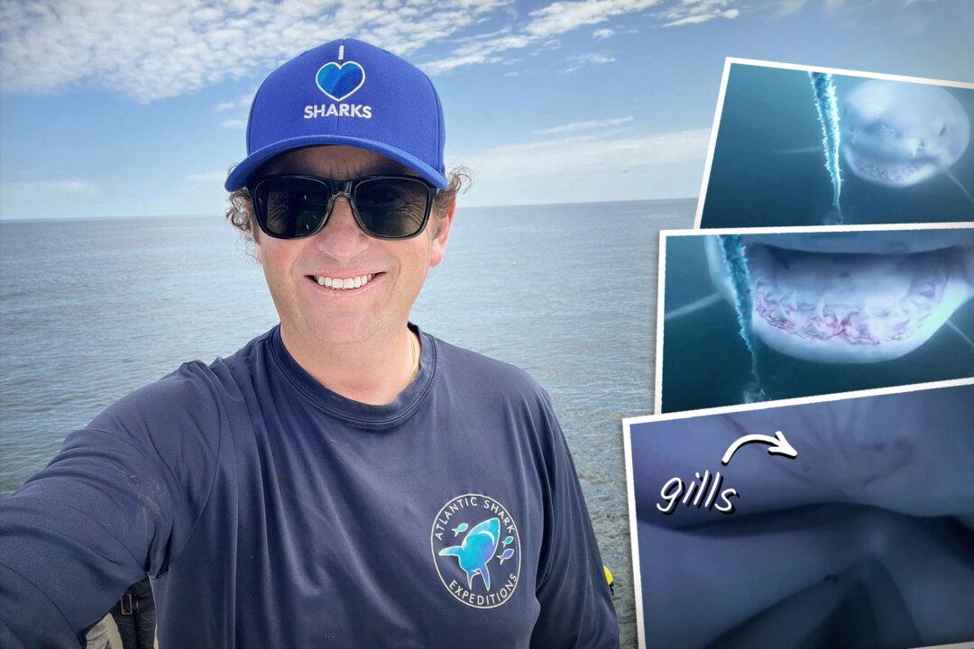 Nova Scotia Diver Swims With Sharks, Captures Footage Inside Jaws of Great White—Here’s The Video