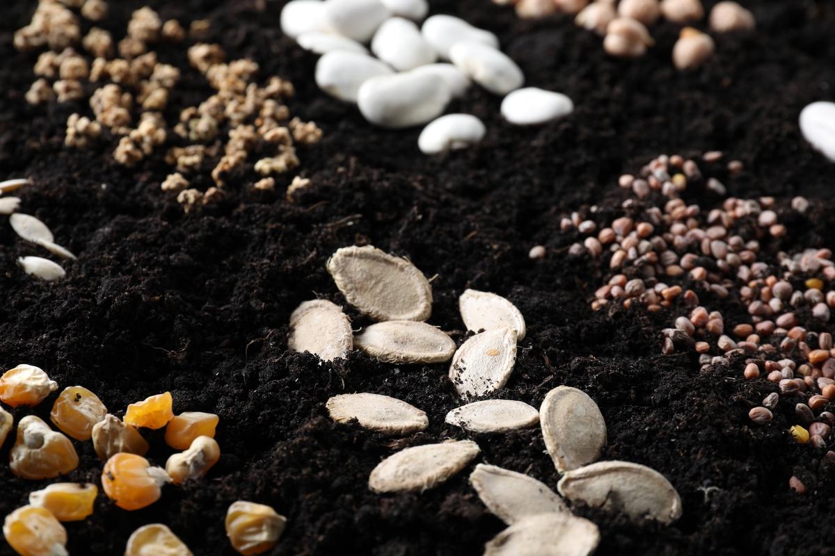 Where to Buy Seeds for Your Vegetable Garden