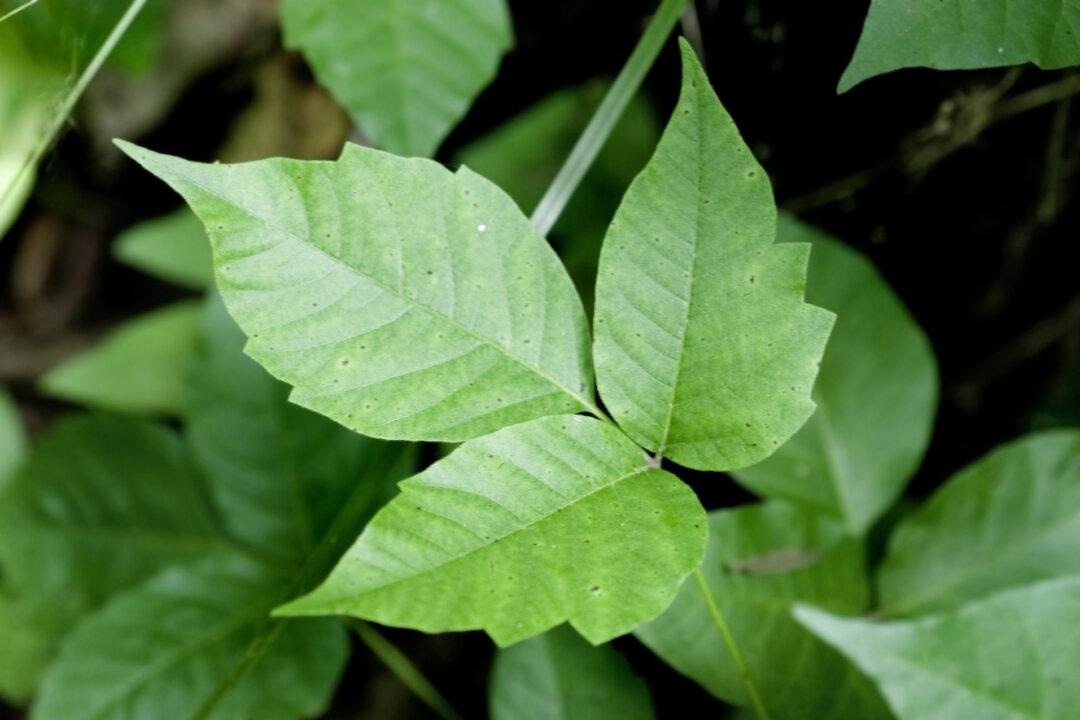 Pets Transfer Poison Ivy Oil to People