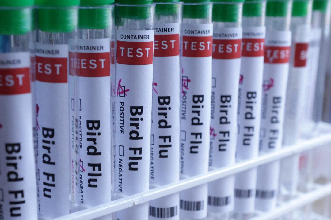 Bird Flu Detected in Victoria, Farms Placed in Quarantine