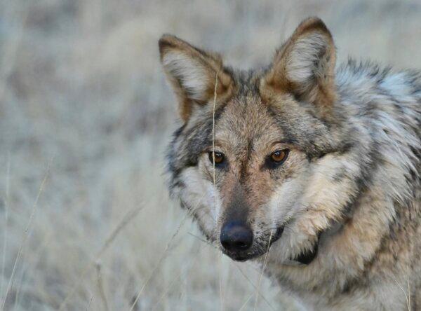 US House Passes Bill to Remove Gray Wolf From Endangered List