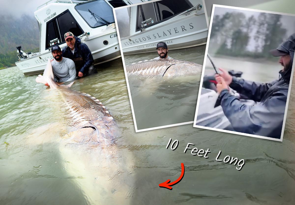 Fisherman Snags 10-Foot Sturgeon on Fraser River—Here’s Why They’re So Huge