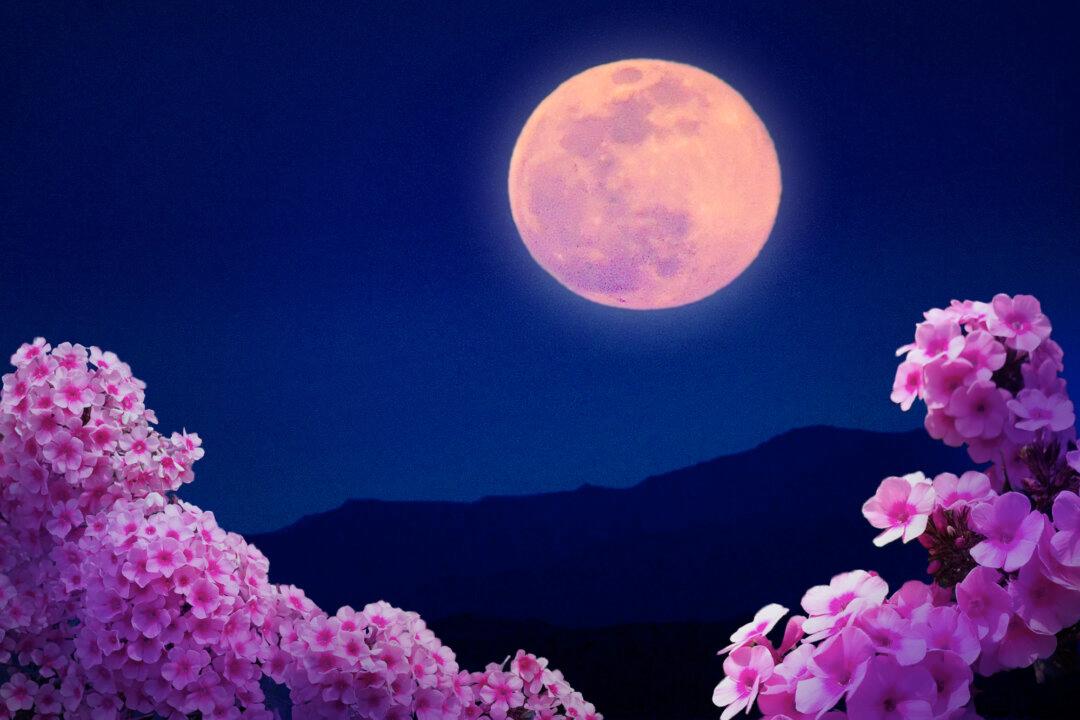 April’s Full ‘Pink’ Moon Will Be a Micromoon—Here’s What You Need to Know