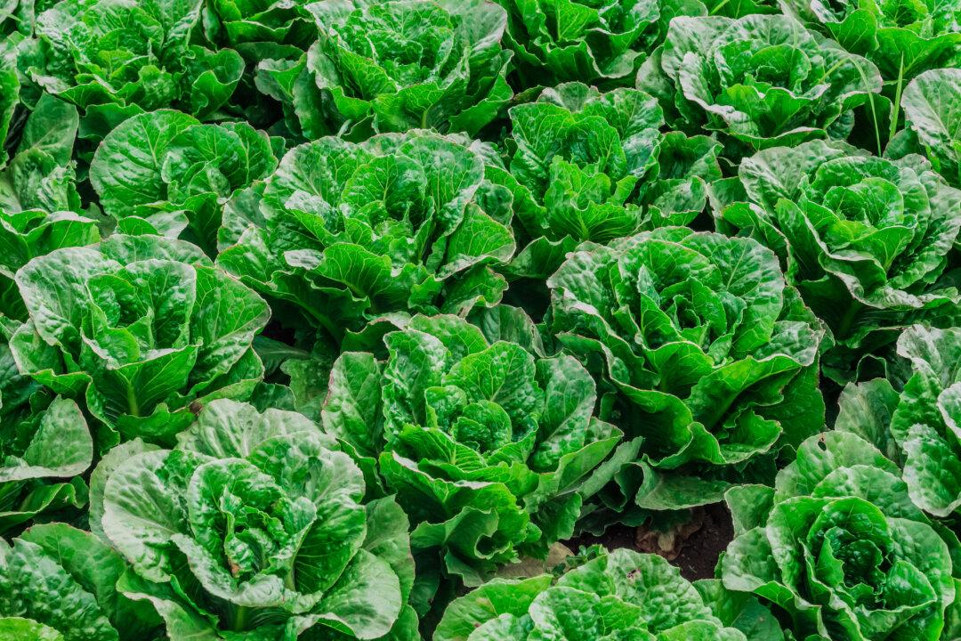 Protecting Your Garden Vegetables From E. Coli